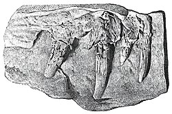 Dasygnathoides longidens holotype.jpg