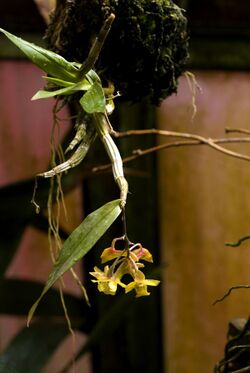 Dendrobium guerreroi.jpg