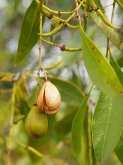 Denhamia oleaster fruit close up.jpg