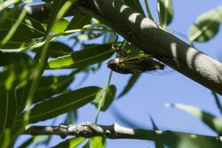 Diceroprocta cinctifera - Flickr - aspidoscelis.jpg