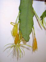 Disocactus macranthus.jpg