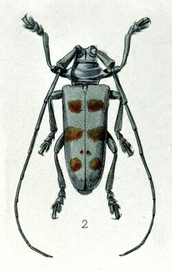 Dolichoprosopus lethalis (Pascoe).jpg