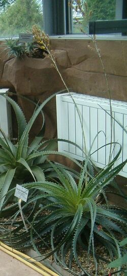 Dyckia distachya BotGardBln07122011E.jpg