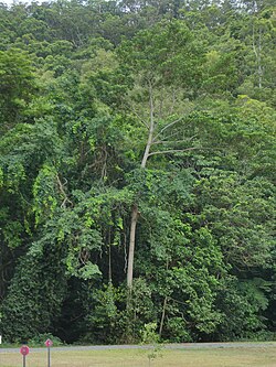 Elaeocarpus-grandis-SF23333-13.jpg