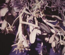 Epidendrum difforme - 2.jpg