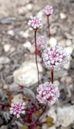 Eriogonum nortonii Pinnacles.jpg