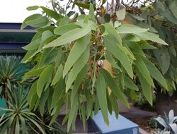 EucalyptusGregoriensis BotGartenMelbourne-20171124-1b.jpg