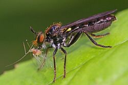 Eudioctria albius Robberfly - Meadowood Farm BMA, Mason Neck, Virginia.jpg