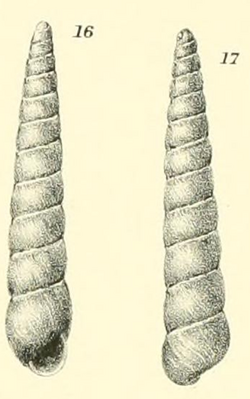 Eulimella polygyrata Dautzenberg 1912.png