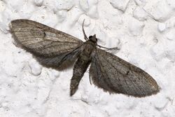 Eupithecia.innotata.7141.jpg