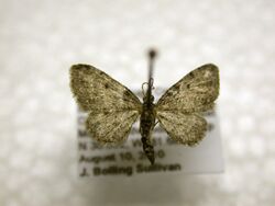 Eupithecia russeliata.jpg