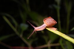 Euplecta indica (35110506583).jpg