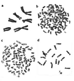 Examples of mammalian chromosomes.jpeg