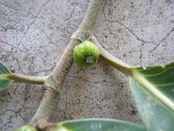 Ficus septica branch with unpollinated fig.JPG