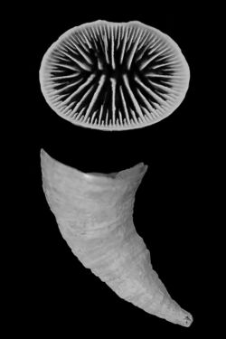 Flabellum curvatum (10.3989-scimar.04863.10A) Figure 3 (cropped).jpg