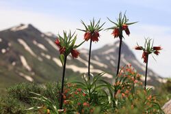 Fritillaria imperialis3.JPG