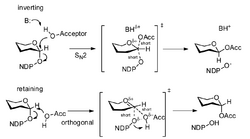 Glycosyltransferase mechanisms.png