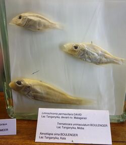 Gnathochromis permaxillaris (top), Trematocara unimaculatum (middle), Xenotilapia sima (bottom) - Royal Museum for Central Africa - DSC06855.JPG