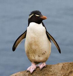 Gorfou sauteur - Rockhopper Penguin.jpg