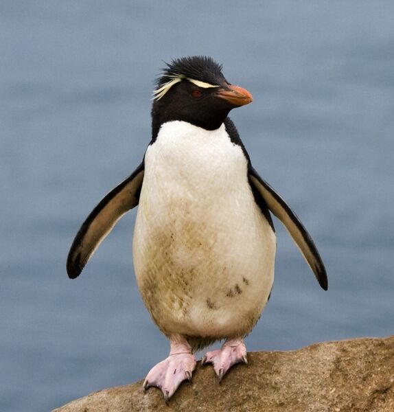 File:Gorfou sauteur - Rockhopper Penguin.jpg