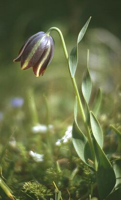 Gr91FritillariaGraeca.jpg