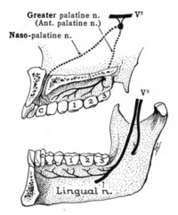 Nerves to separate upper and lower jaws