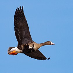 Greater white-fronted goose (Anser albifrons) in flight.jpg