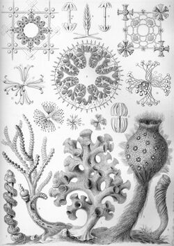 Haeckel Hexactinellae.jpg