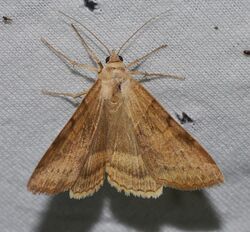 Helicoverpa zea - Corn Earworm Moth (14609135305).jpg