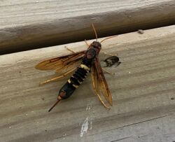 Horntail wasp or wood wasp.jpg