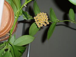 Hoya obscura flower.jpg
