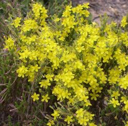 Hudsonia tomentosa.jpg