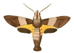 Illustrations of Exotic Entomology Macroglossa Passalus.jpg