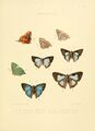 Illustrations of diurnal Lepidoptera 8.jpg