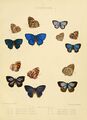 Illustrations of diurnal Lepidoptera British Museum Catalogue V.jpg