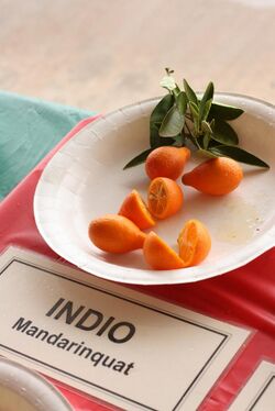 Indio Mandarinquat (8449598376).jpg