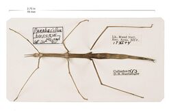 Insect Specimen from LAKE Collection (34027970922).jpg