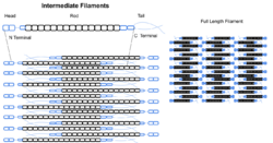 Intermediate filaments.svg