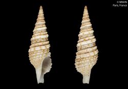 Iotyrris marquesensis (MNHN-IM-2000-3074).jpeg