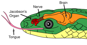 File:Jacobson's organ in a reptile.svg