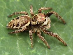 Kaldari Phanias albeolus immature male 02.jpg