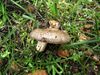 Lactarius cistophilus 512073.jpg