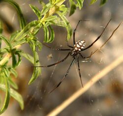 Latrodectus tredecimguttatus male.jpg