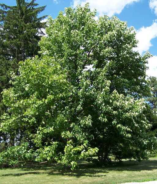 File:Magnolia acuminata.jpg