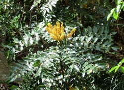 Mahonia napaulensis Nepal.JPG