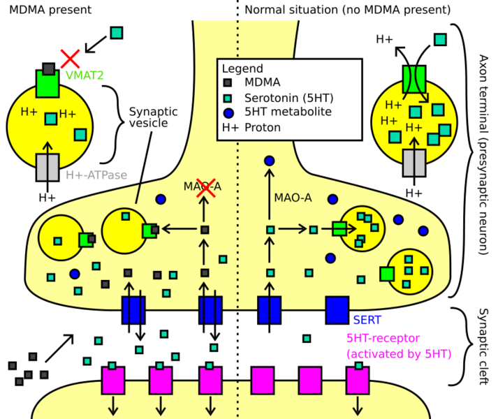 File:Main mechanisms of action of MDMA in humans.svg