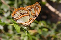 Malachite underside.JPG