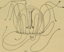 Medusae of the world (1910) (14781673322).jpg