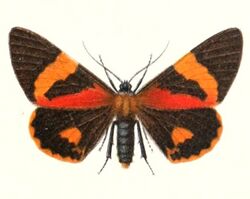 Milionia brevipennis 1895.jpg