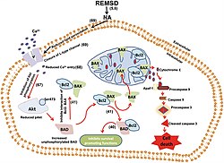 Molecular pathway of REMSD-induced apoptosis in neurons.jpg